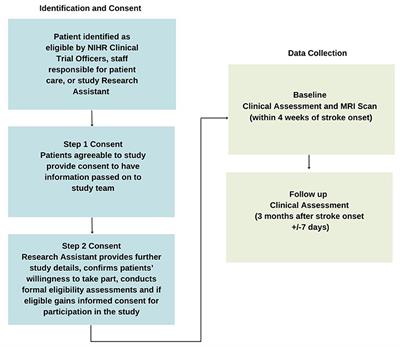 A prospective study of MRI biomarkers in the brain and lower limb muscles for prediction of lower limb motor recovery following stroke